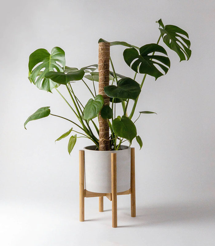 Monstera Big