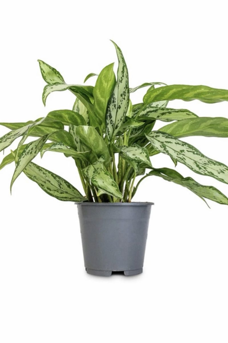 Aglaonema Silver Queen