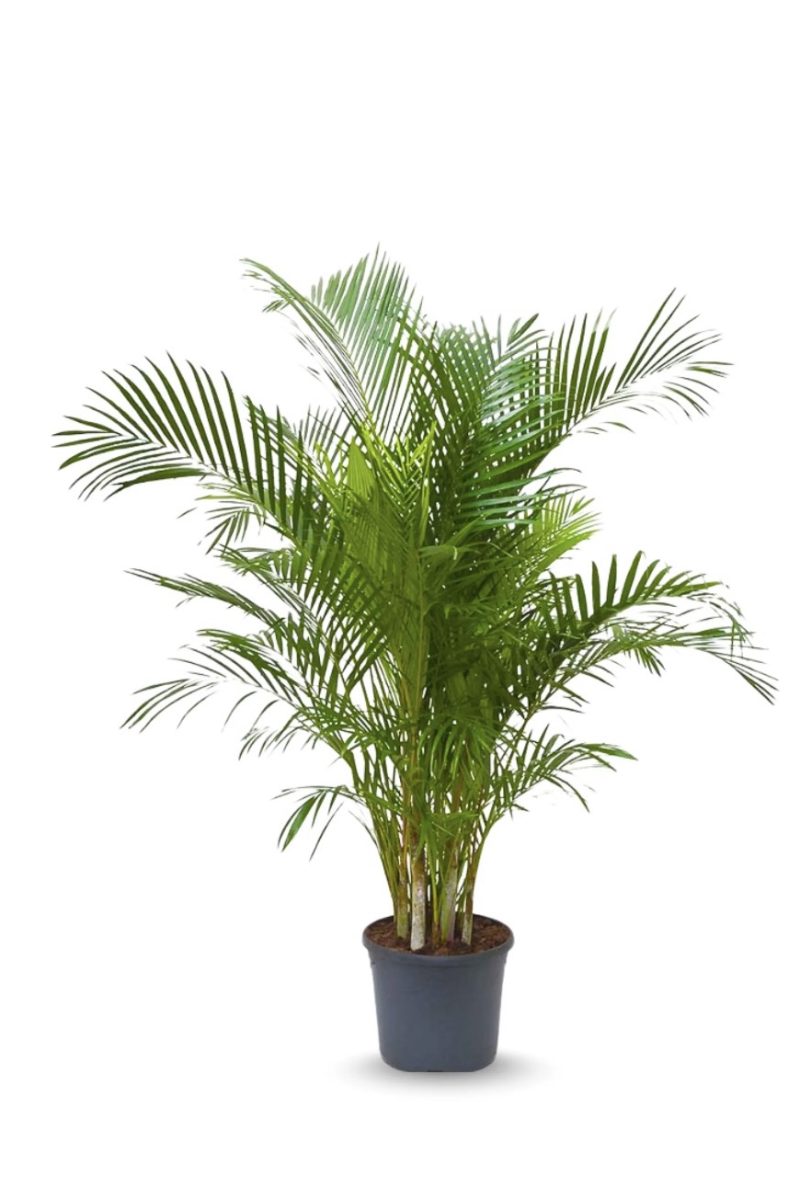Areca Palm (Big)
