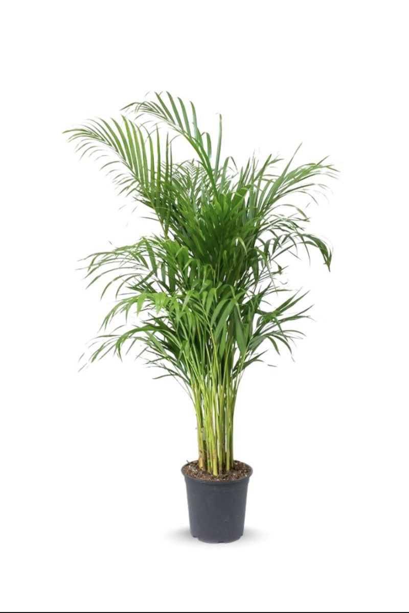 Areca Palm (Small)