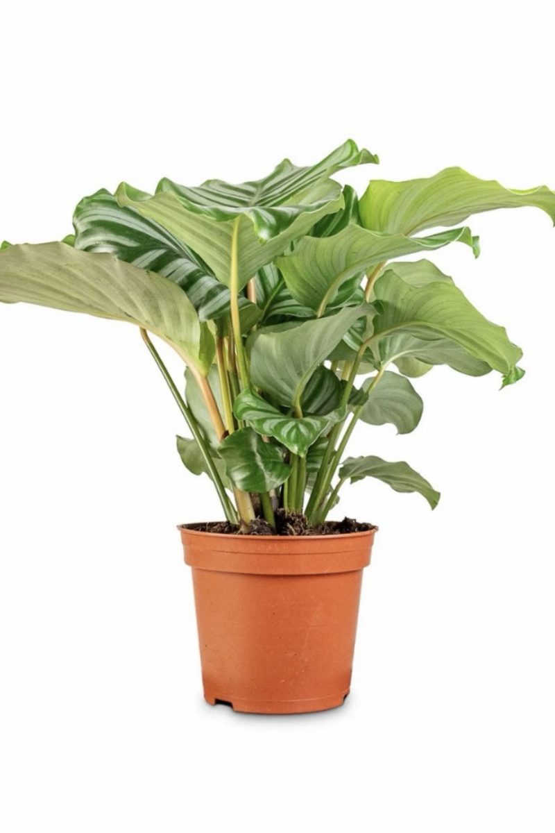 Calathea Orbiforlia