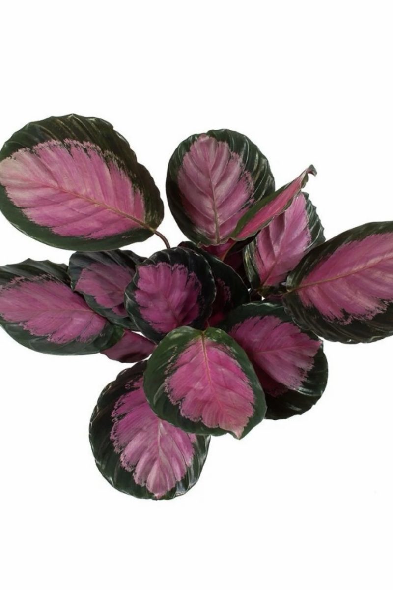 Calathea Rosepicata Rosy