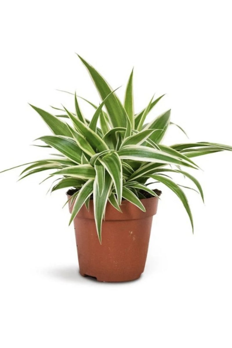 Chlorophytum Ocean - Spider Plant
Pot: 12cm, Height: 20cm