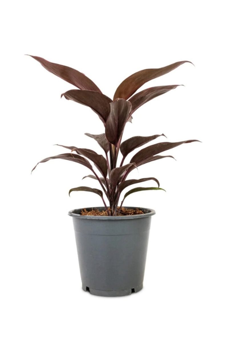 Cordyline fruticosa Mambo (Hawaiian Ti Plant)