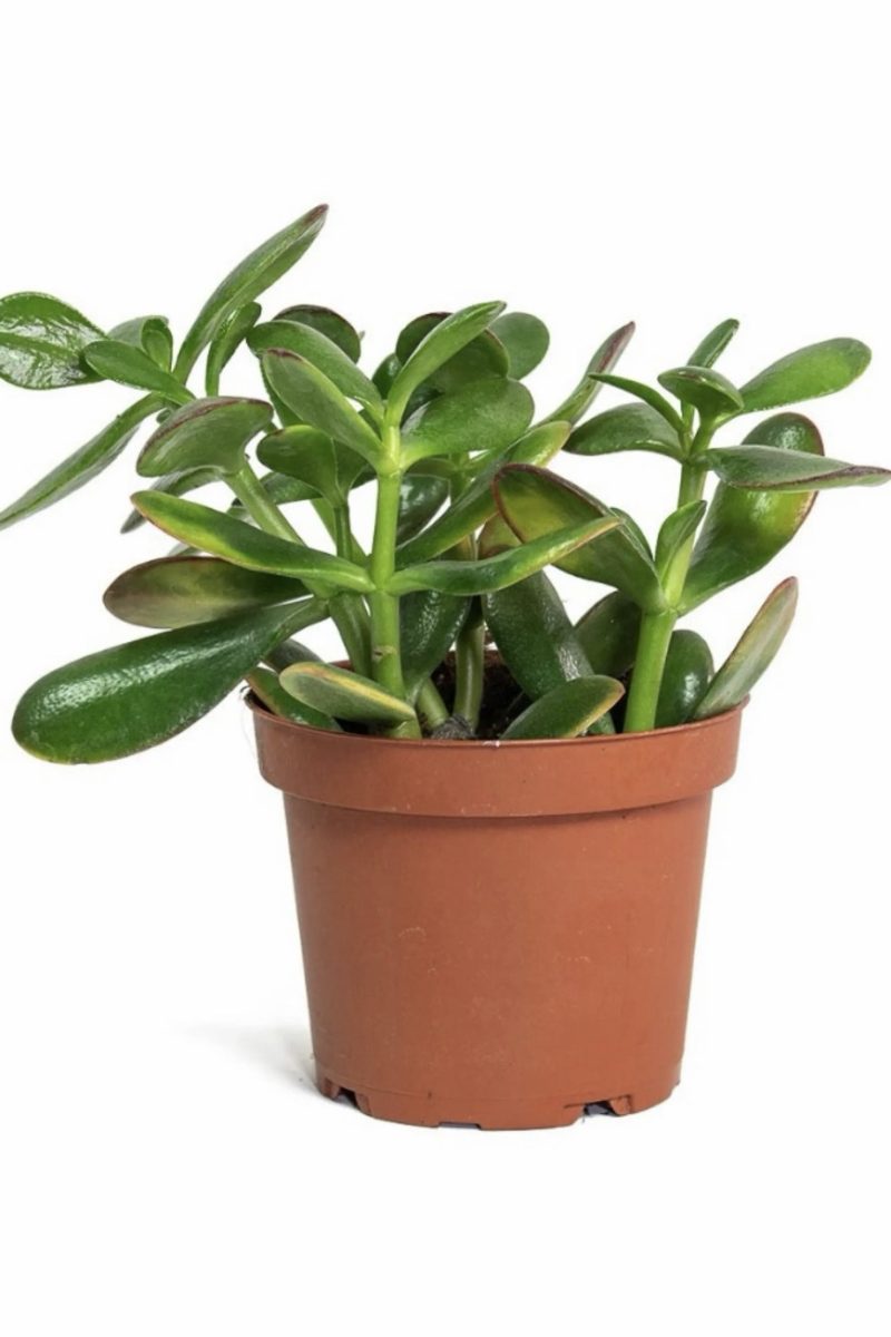 Crassula Ovata (Jade plant)