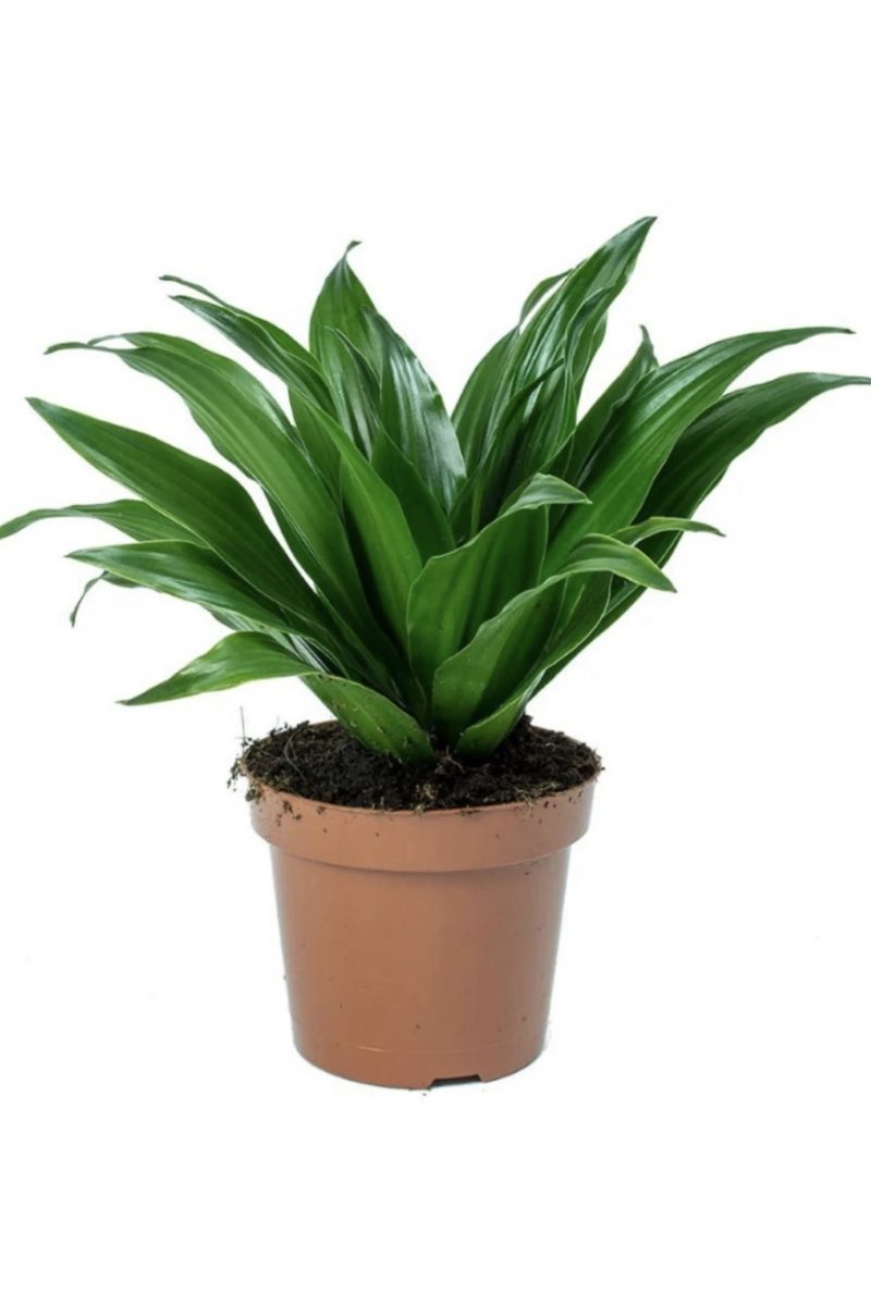 Dracaena Fragrans Compacta