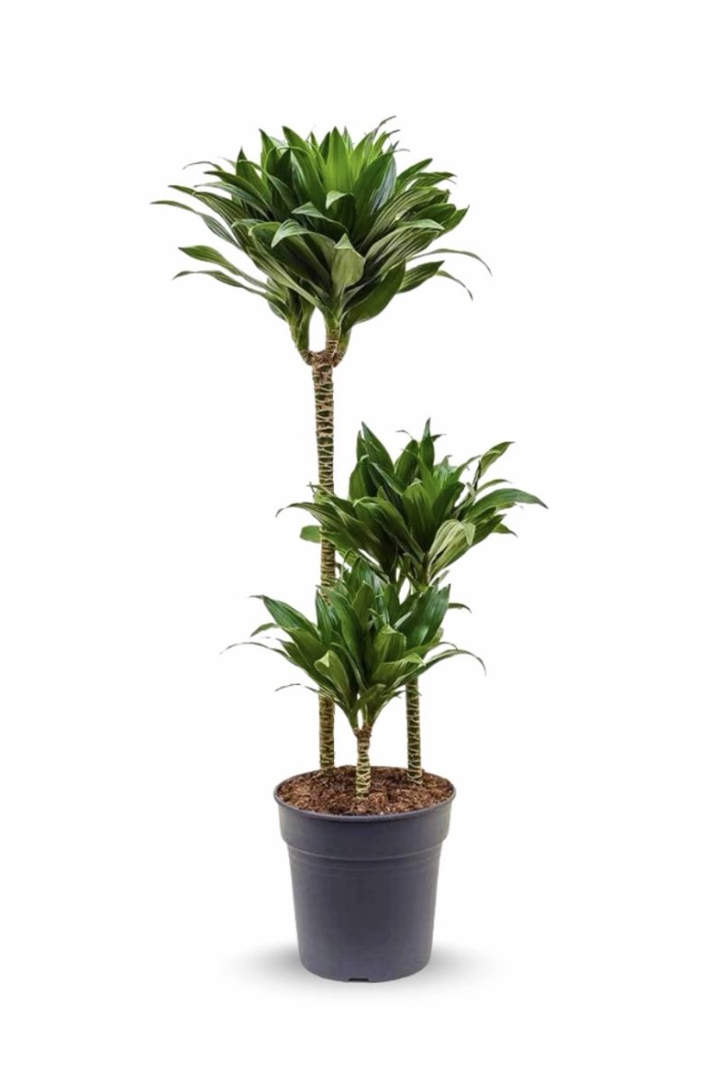 Dracaena fragrans Compacta ЗPP