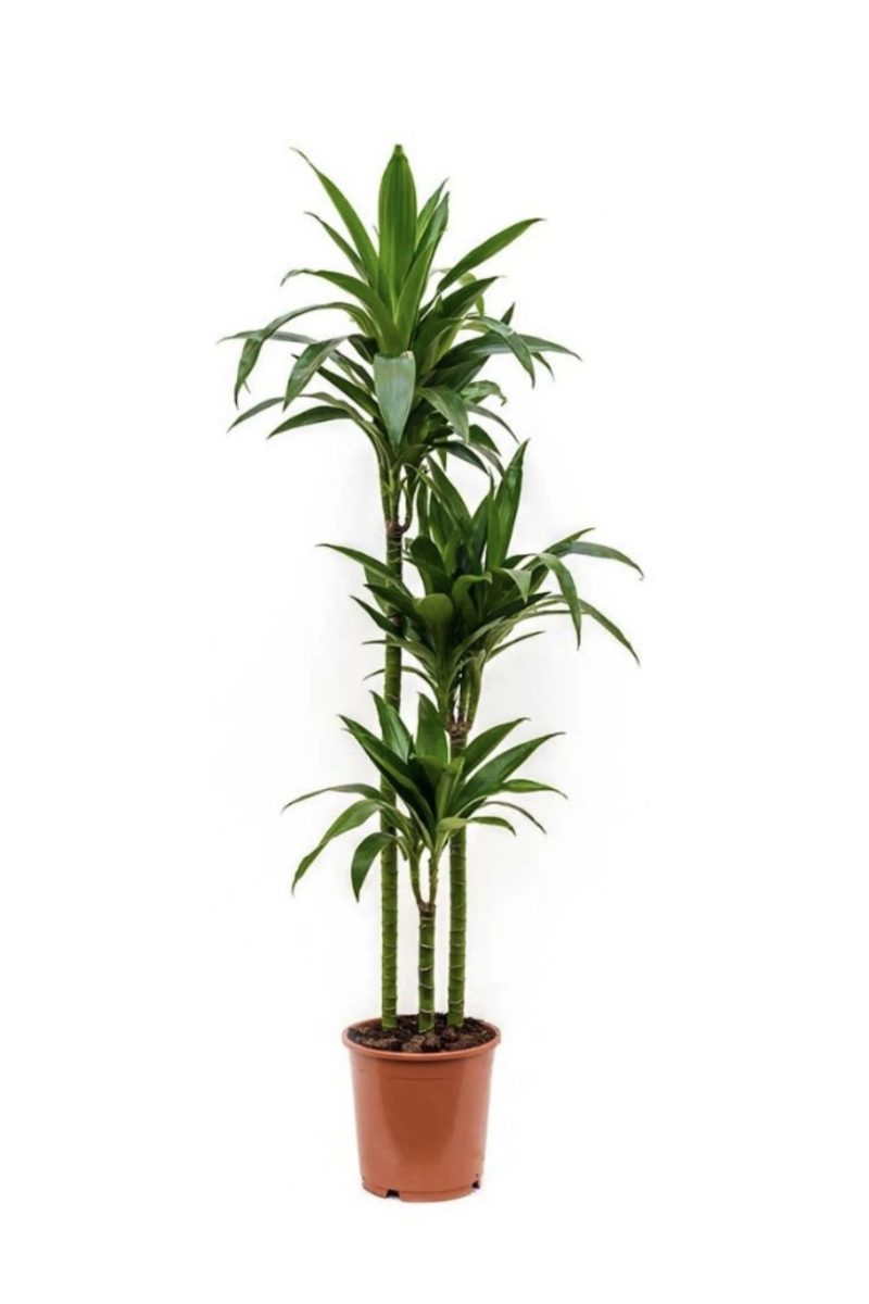 Dracaena Janet Craig- Dragon Plant