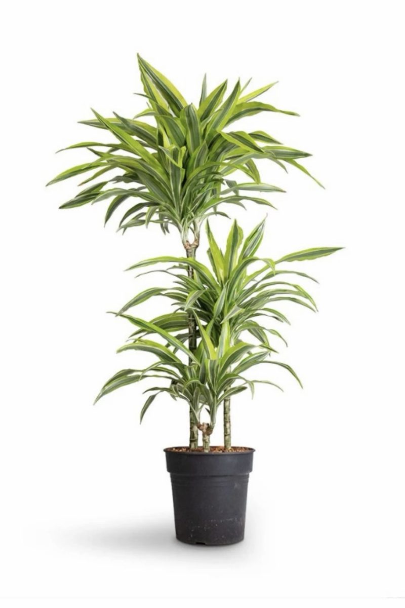 Dracaena Lemon Lime 3PP