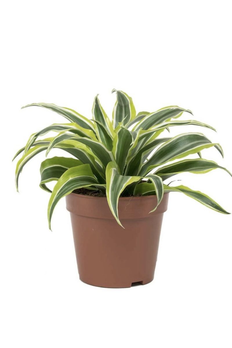 Dracaena Lemon Surprise