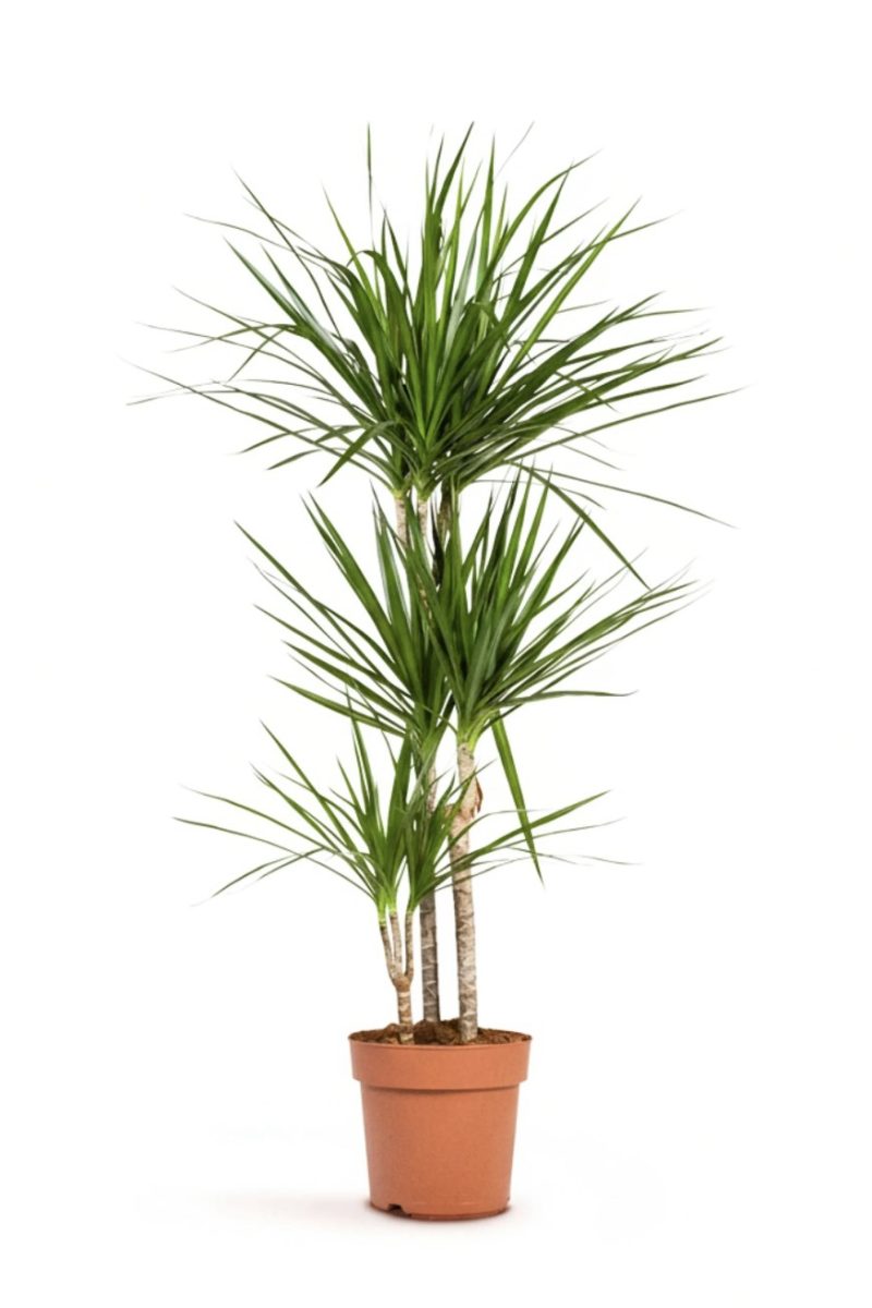 Dracaena marginata (Dragon