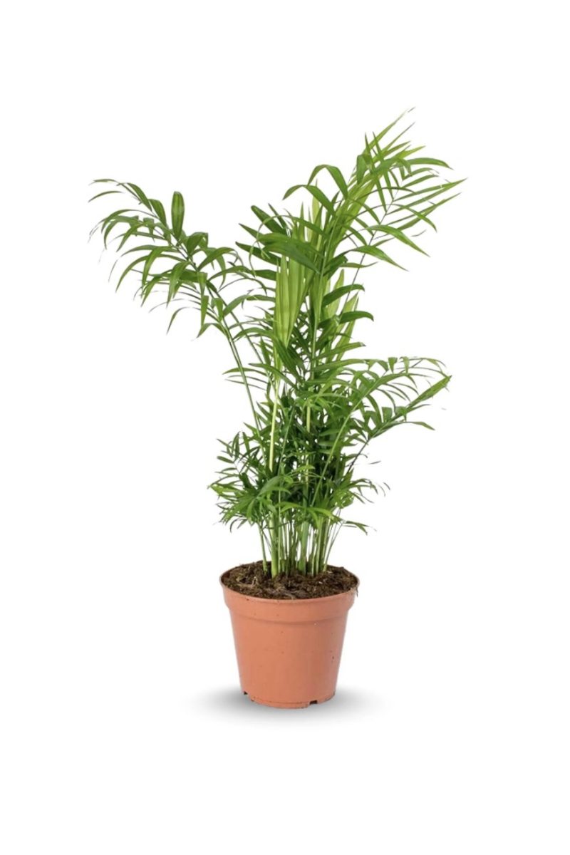 Chamaedorea Elegans