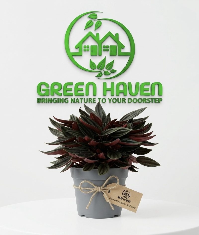 Peperomia Coperata "Red Luna"