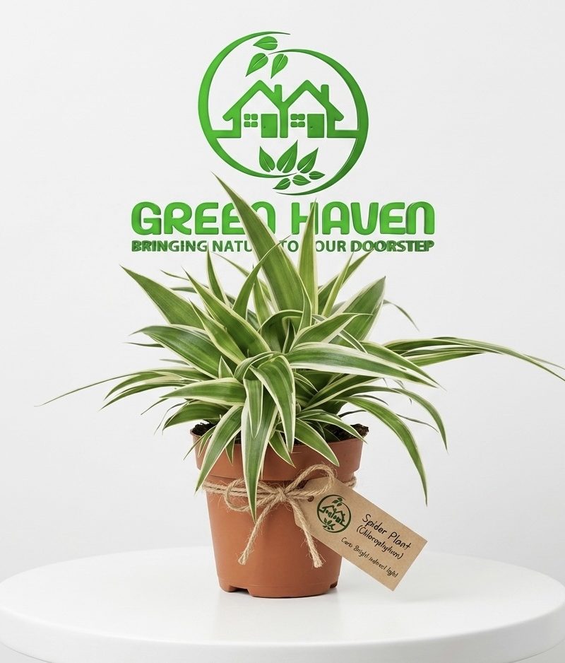 Spider Plant (Chlorophytum)