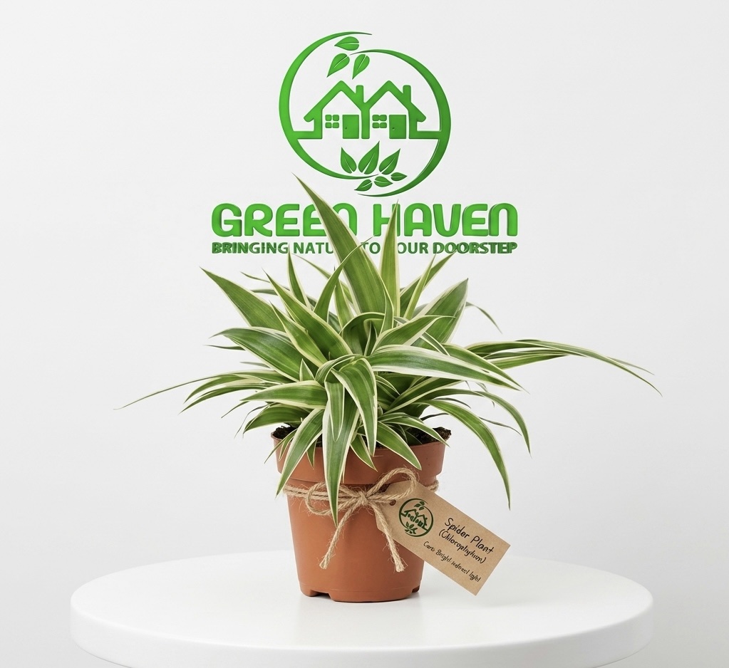 Spider Plant (Chlorophytum)
