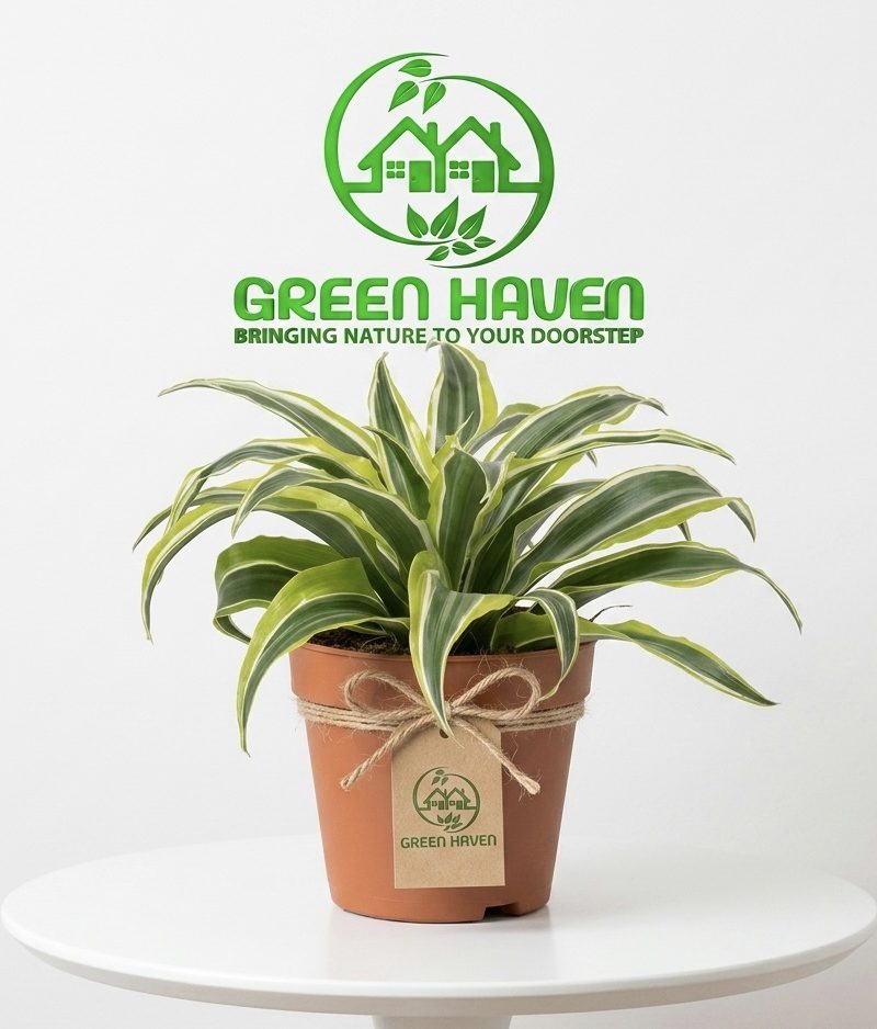 G Dracaena "Lemon Lime"
