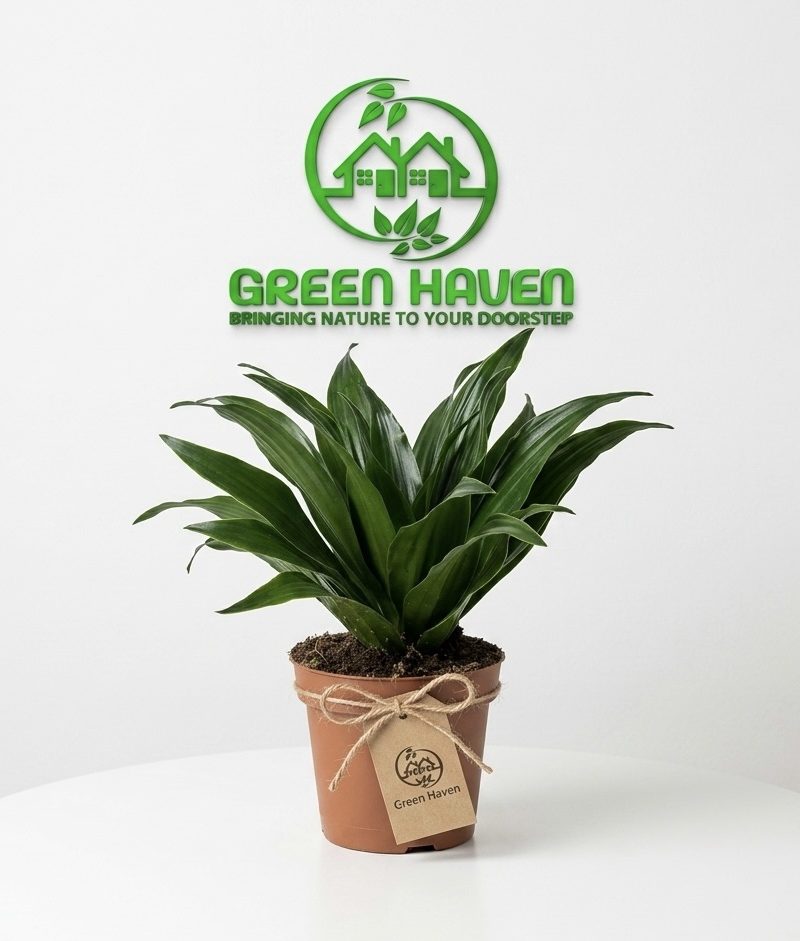 Dracaena Fragrans Compacta