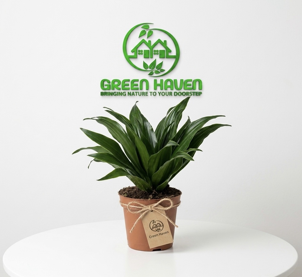 Dracaena Fragrans Compacta