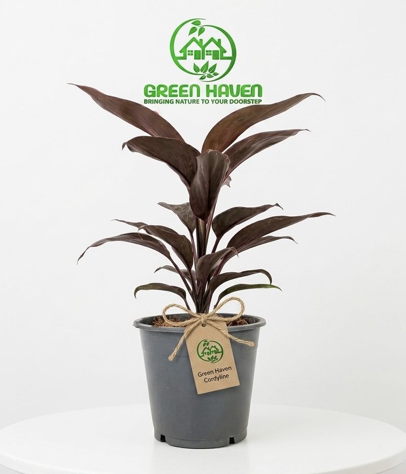 Cordyline fruticosa Mambo (Hawaiian Ti Plant)