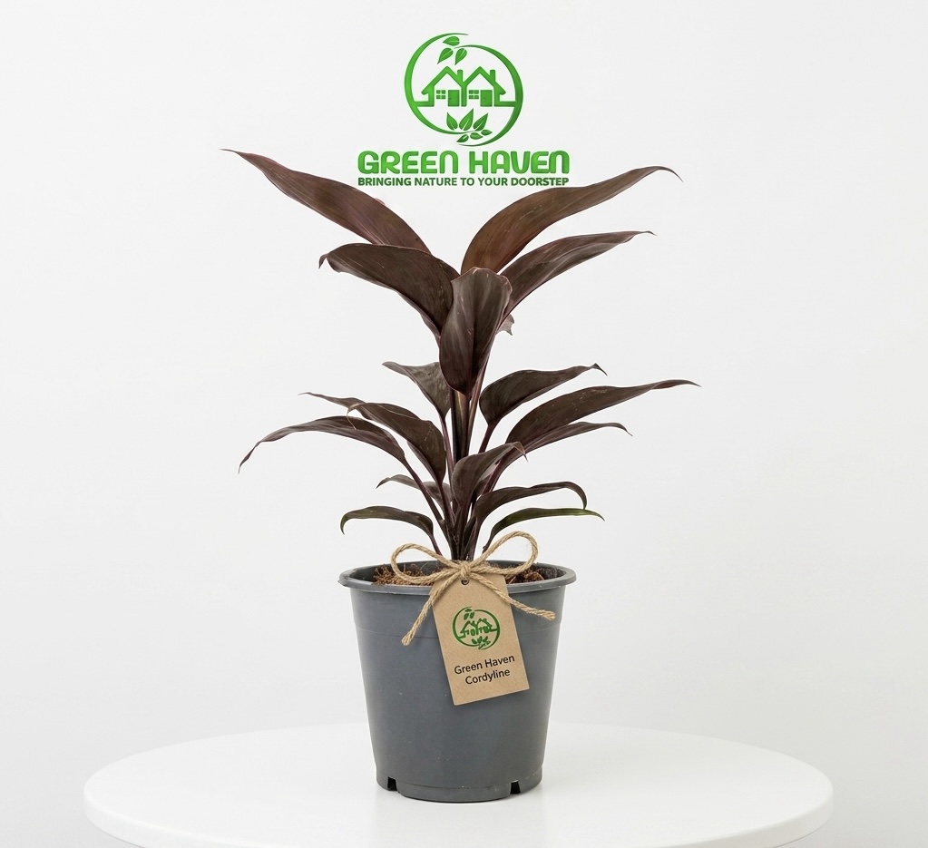 Cordyline fruticosa Mambo (Hawaiian Ti Plant)