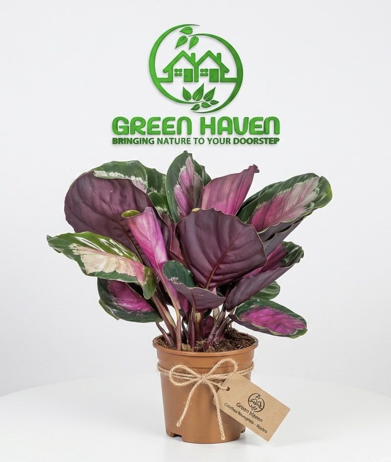 Calathea Rosepicata Rosy