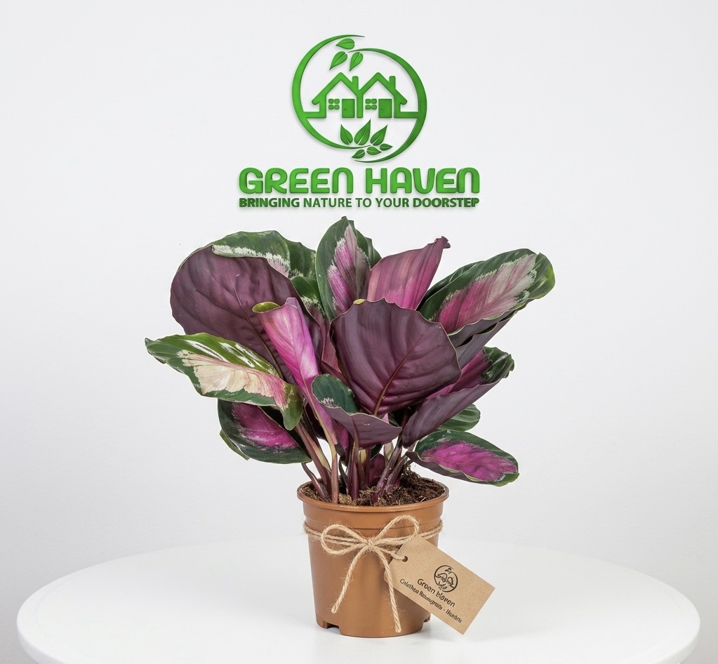 Calathea Rosepicata Rosy