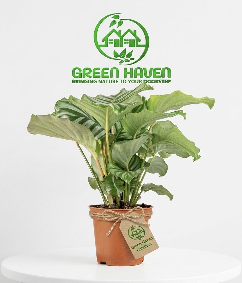 Calathea Orbiforlia