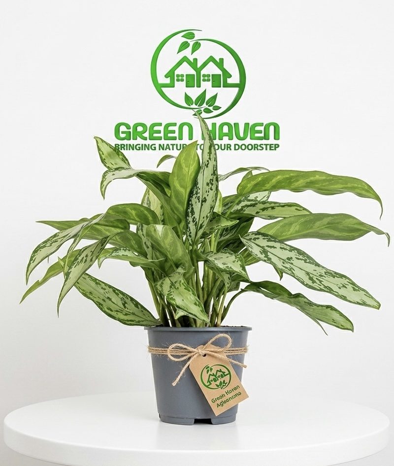 Aglaonema Silver Queen