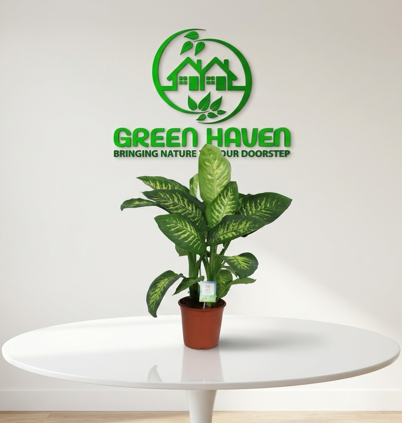 Dieffenbachia Tropic Snow