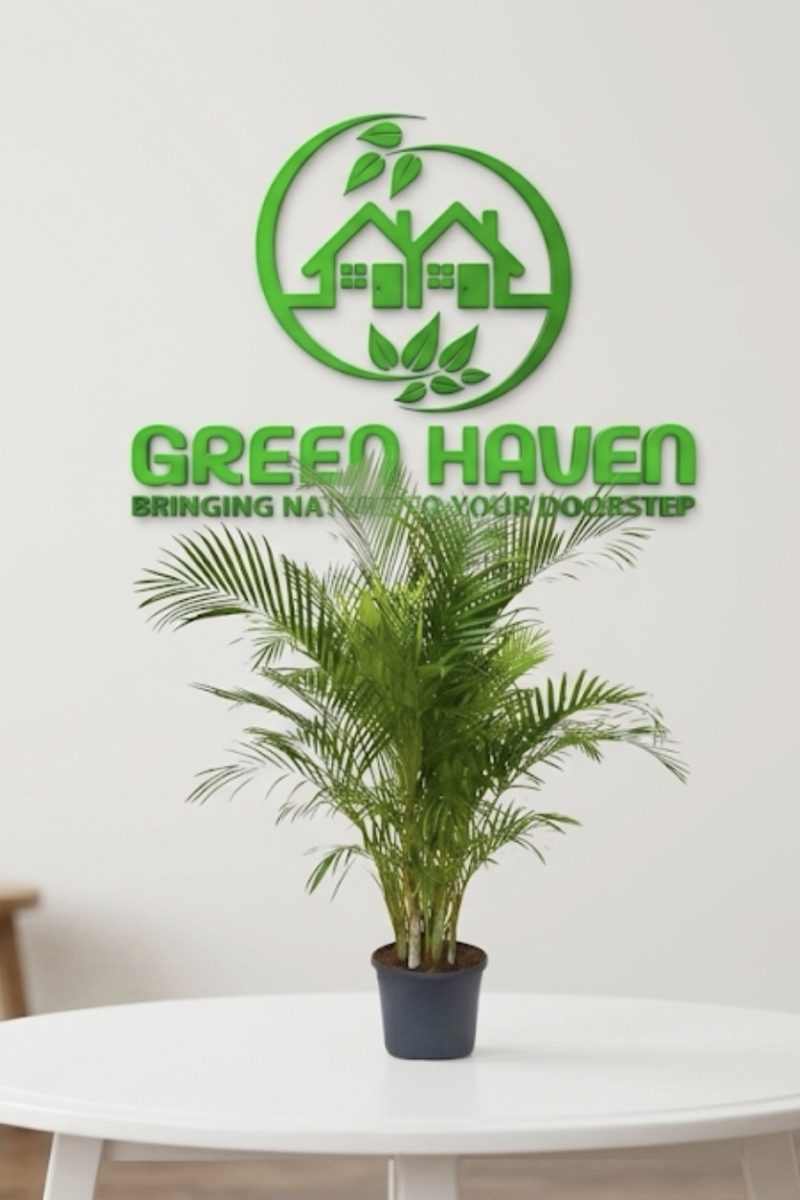 Areca Palm (Big)