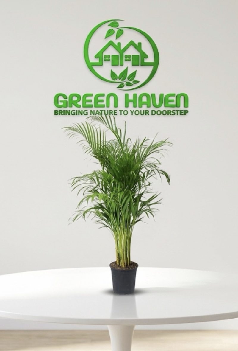 Areca Palm (Small)