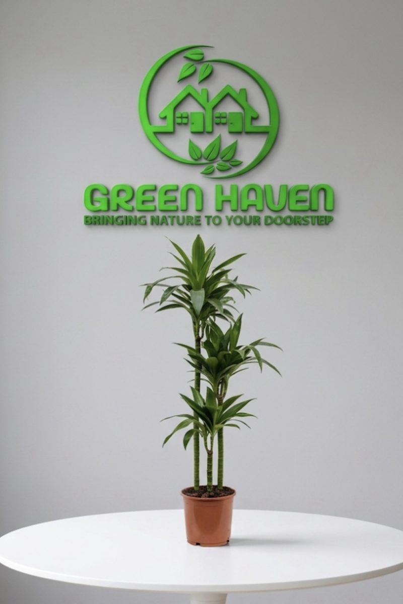 Dracaena Janet Craig- Dragon Plant