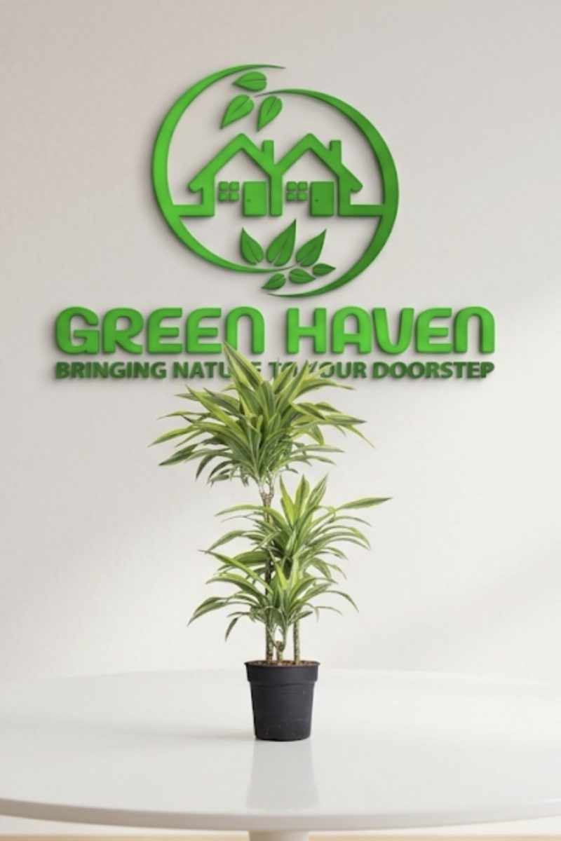 Dracaena Lemon Lime 3PP