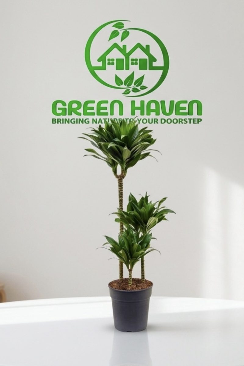 Dracaena fragrans Compacta ЗPP
