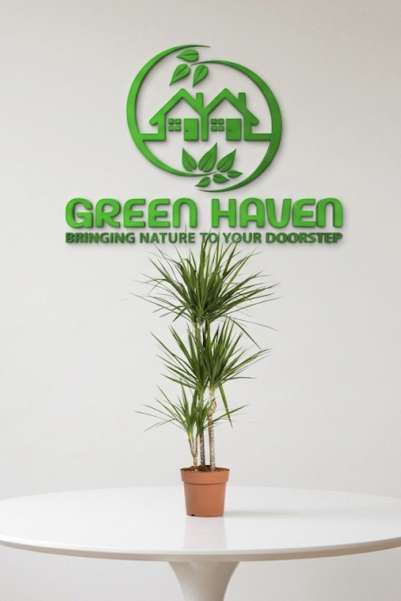 Dracaena marginata (Dragon