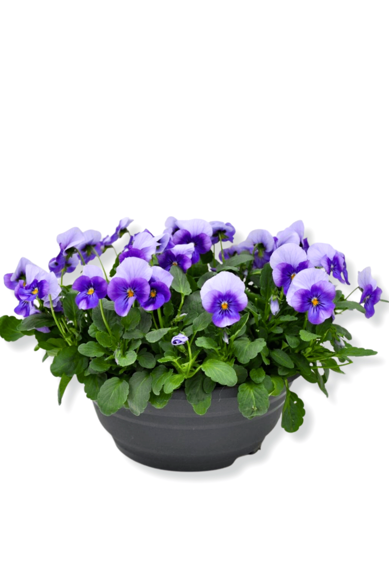 Pansi Blue
