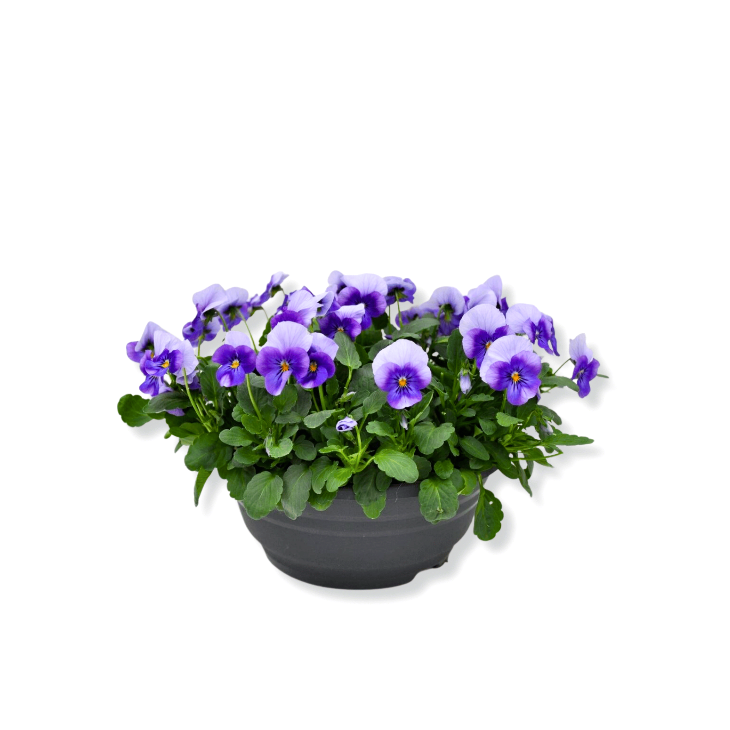 Pansi Blue