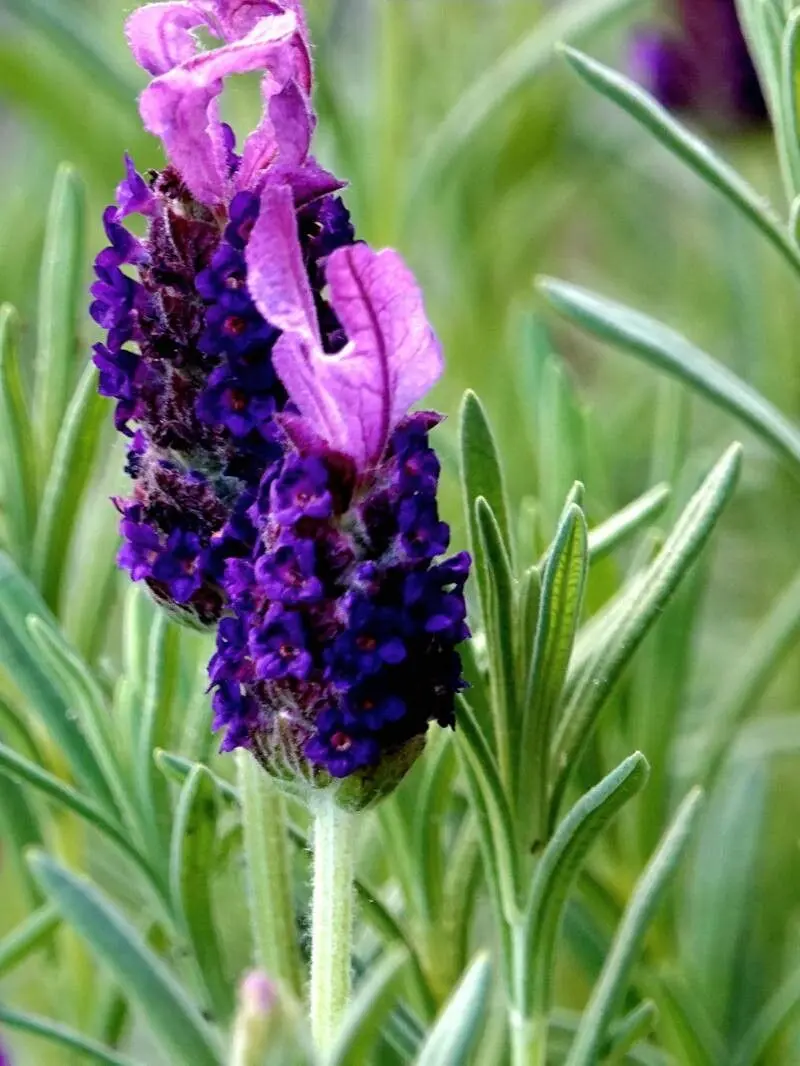 Spanish Lavender (Lavandula Stoecha) - Image 3