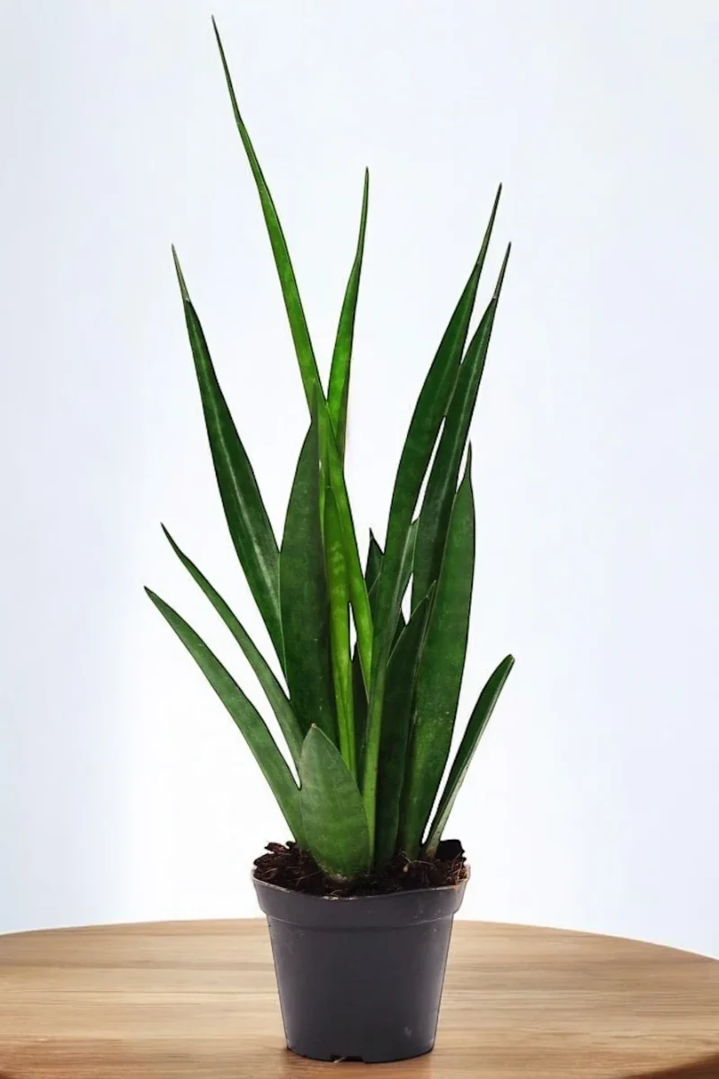 Sansevieria- Snake Plant Kirkii