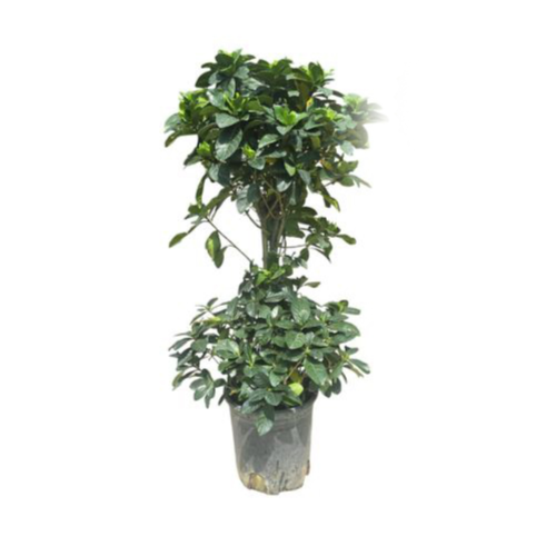 Gardenia Big 2-step