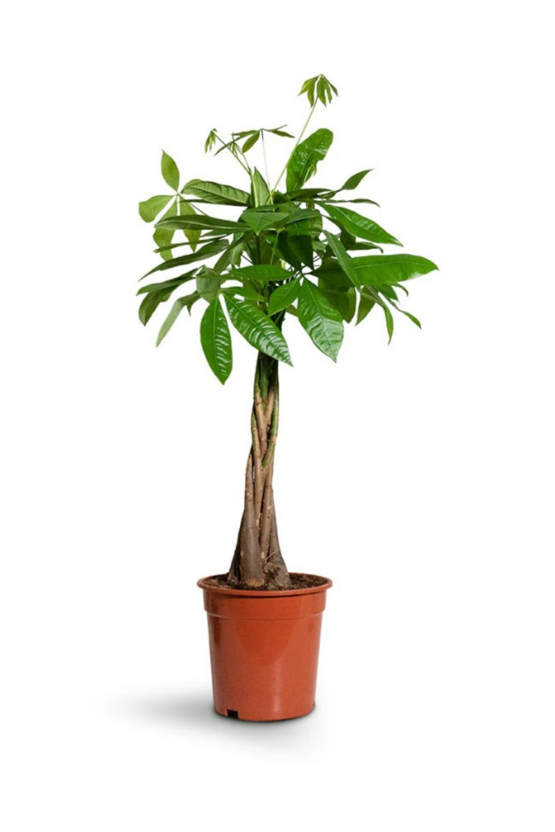 Pachira Aquatica (Money Plant)