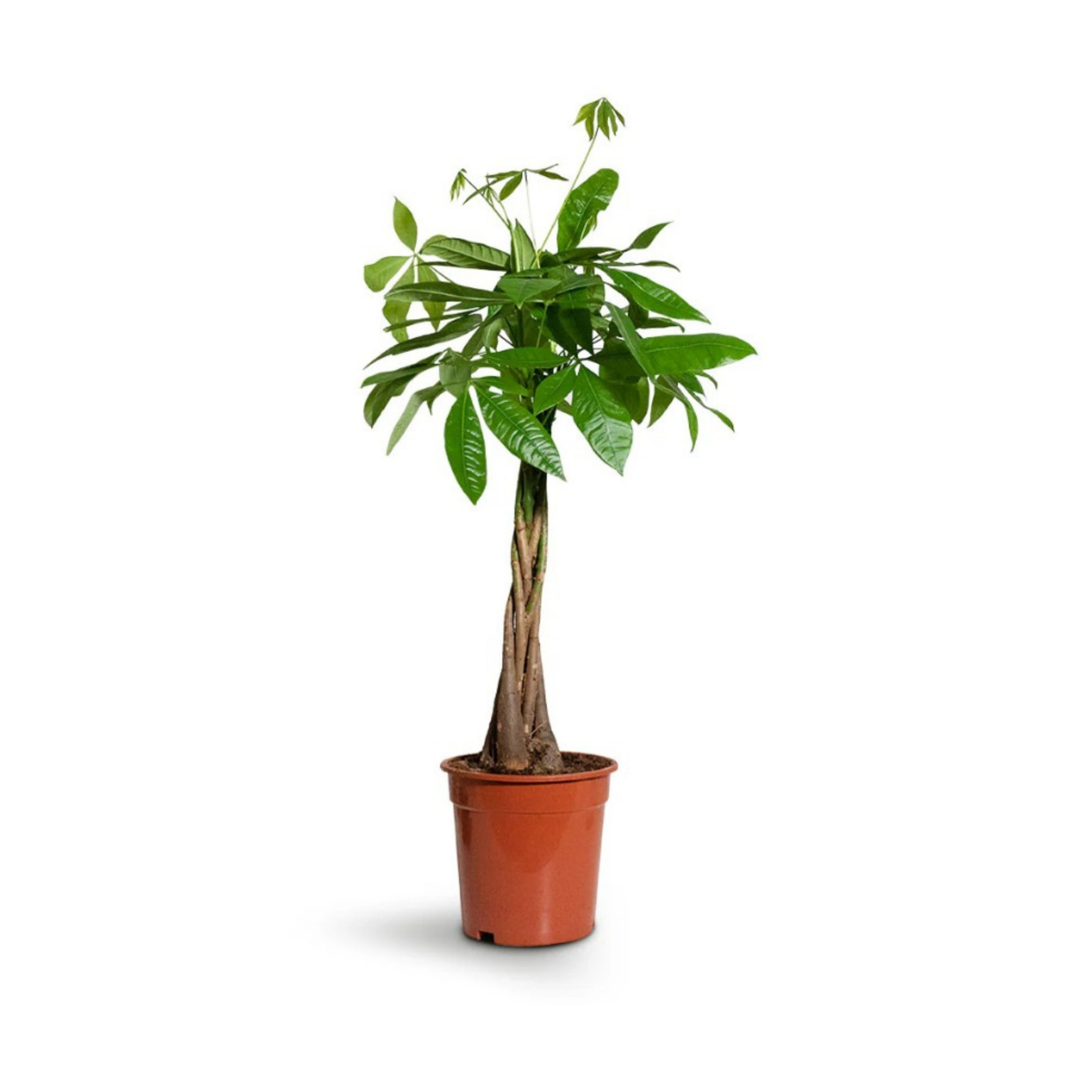 Pachira Aquatica (Money Plant)
