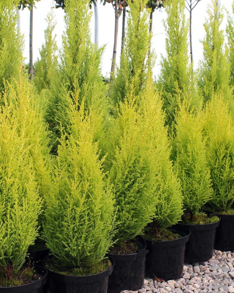 Cupressus Macro Goldcrest Wilma Pyramid