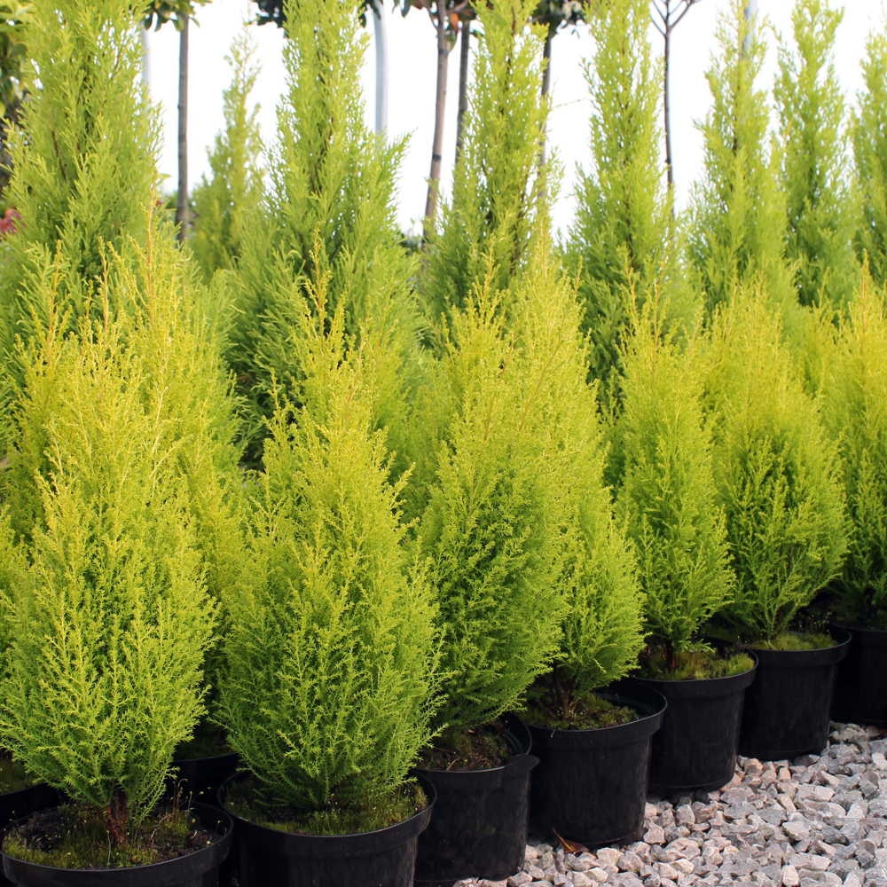 Cupressus Macro Goldcrest Wilma Pyramid