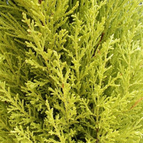 Cupressus Macro Goldcrest Wilma Pyramid - Image 2