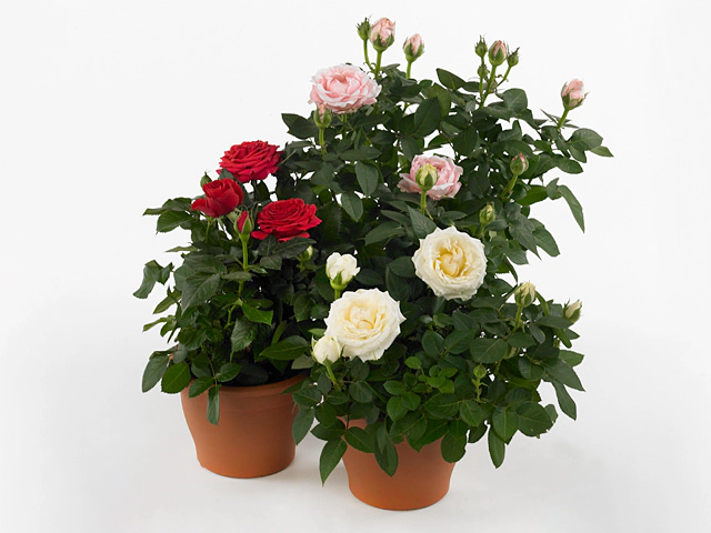 Rosa Amorosa
