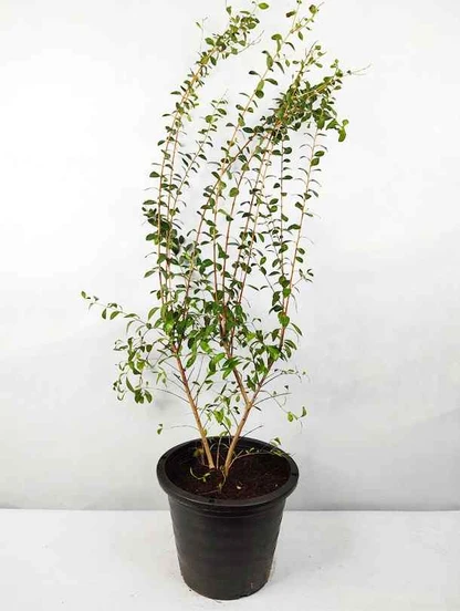 Henna Plant - Lawsonia inermis