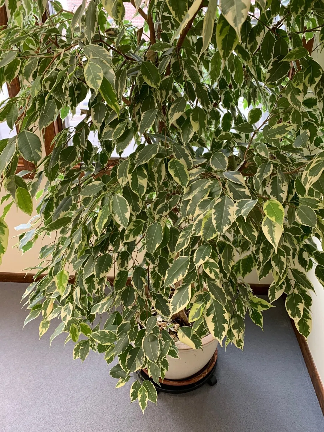 Ficus Benjamina Twilight - Image 3