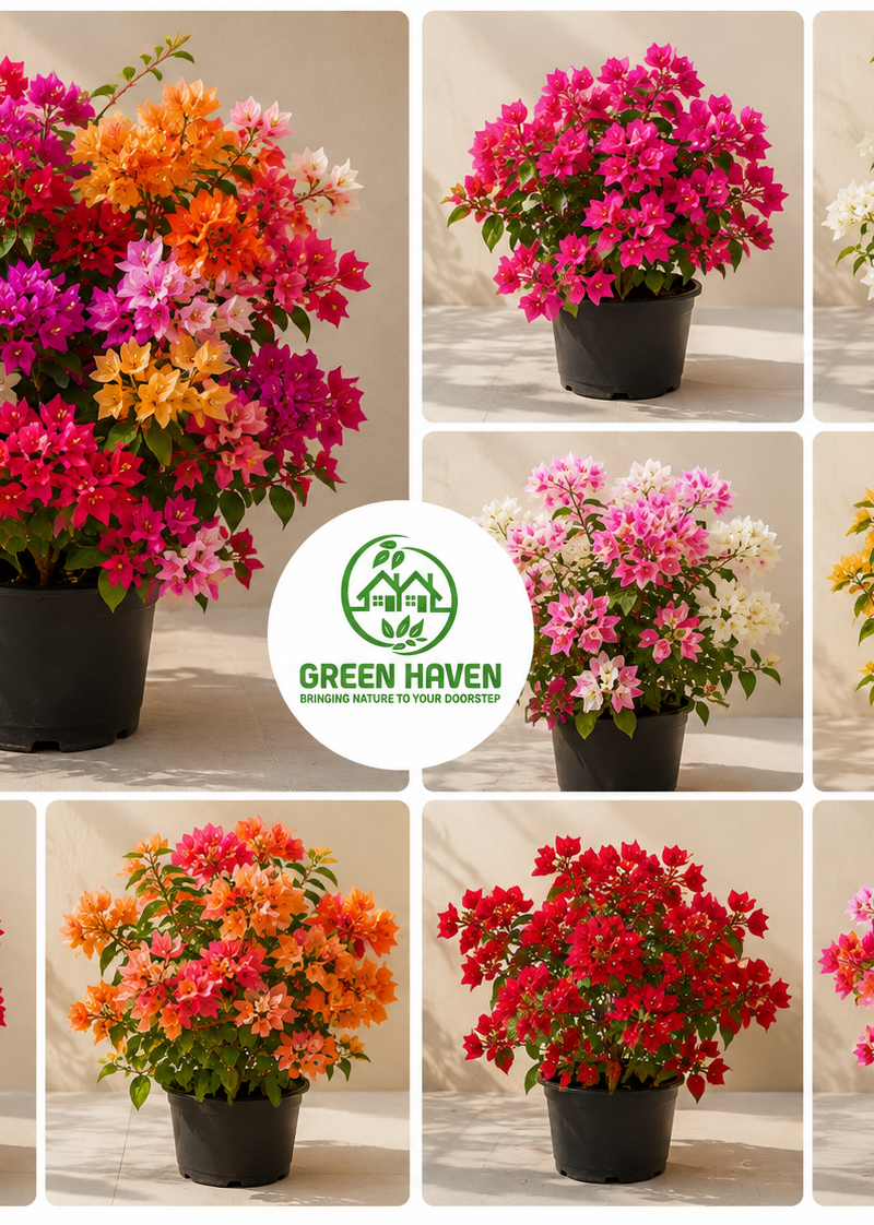 Bougainvillea