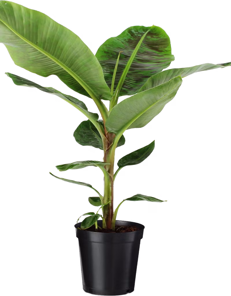 Banana Tree